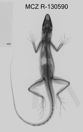 Media type: image;   Herpetology R-130590 Aspect: dorsoventral x-ray